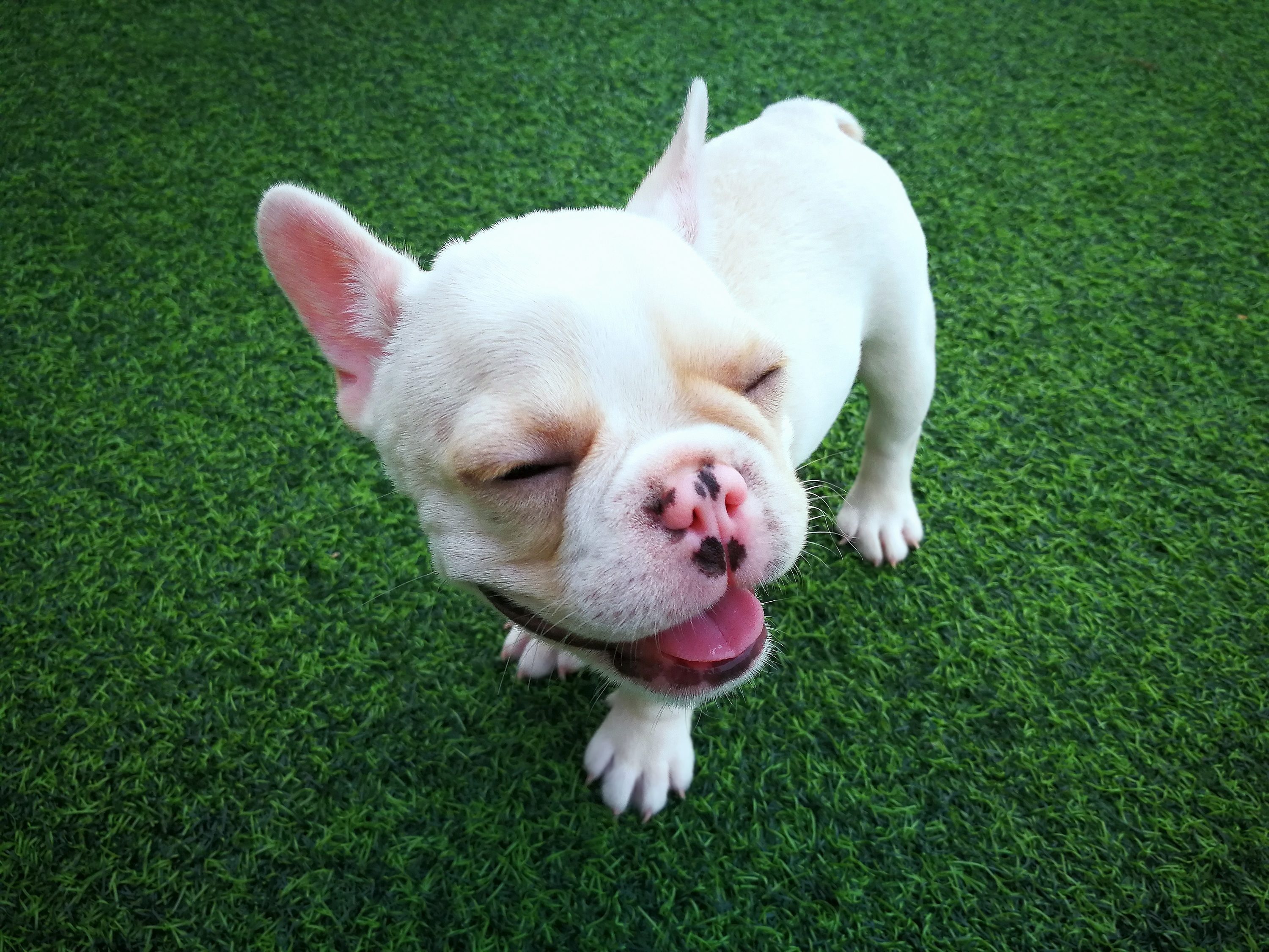 Artificial Turf Maintenance Tips for Muddy Paws &amp; More!
