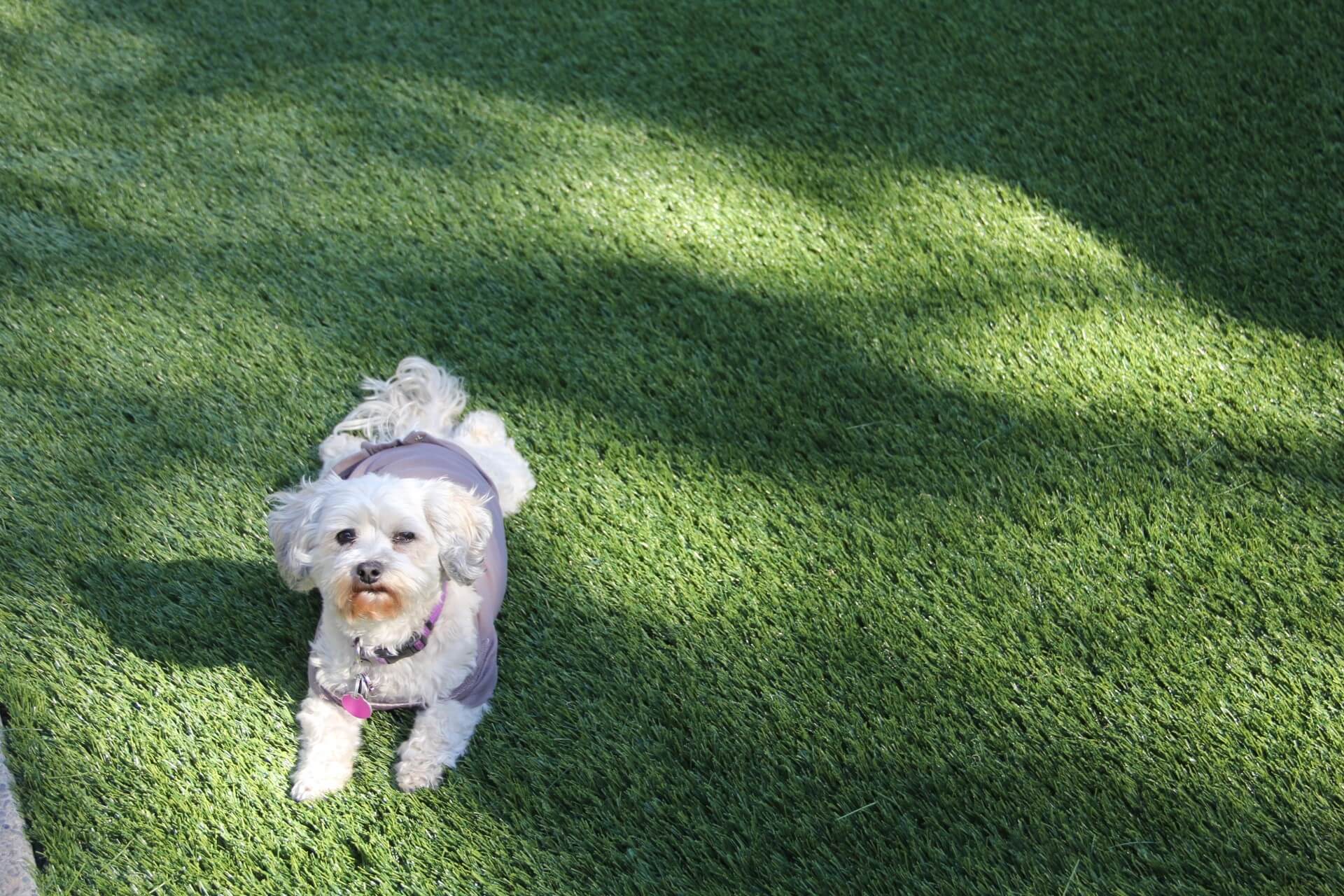 6 Reasons Why Pet Owners Love Artificial Grass